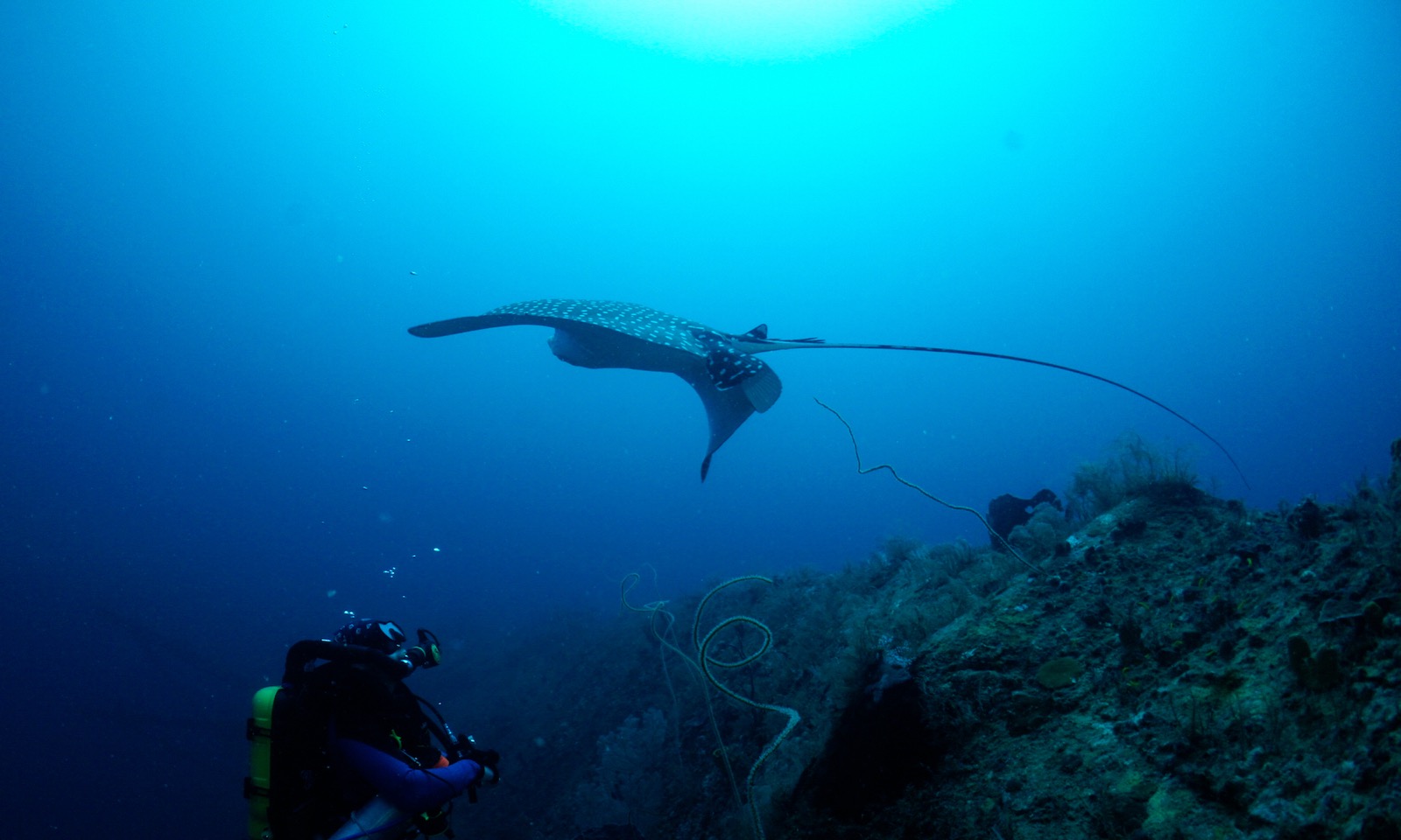 A diver and a manta ray